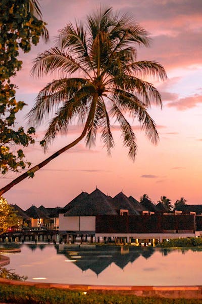 Palm Tree Near Body of Water during Sunset